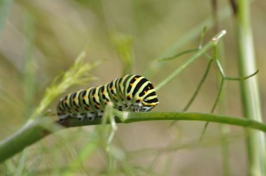 Kırlangıç kuyruklu tırtıl rezene bitkisinin üstünde
