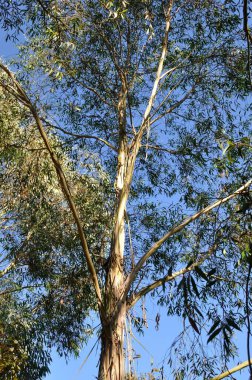 Yazın Britanya 'da okaliptüs