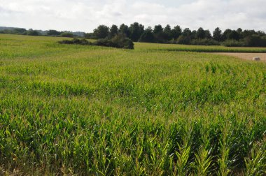 Brittany 'de yeşil mısır tarlası