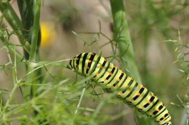 Kırlangıç kuyruklu tırtıl rezene bitkisinin üstünde