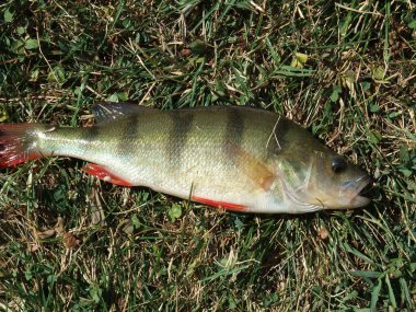 Çimlerin üzerinde yeni yakalanmış.