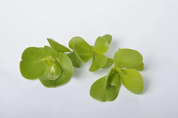 Jardín Verduras Verdolaga Sobre Fondo Blanco —  Fotos de Stock