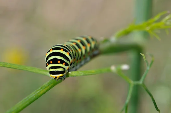 Swallowtail Rups Een Venkelplant — Stockfoto