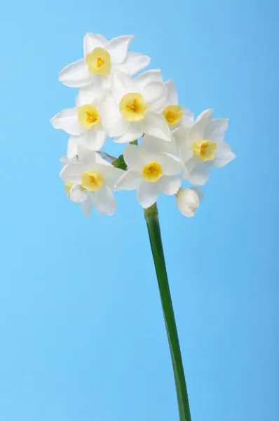 Narcisos Amarillos Blancos Sobre Fondo Azul —  Fotos de Stock