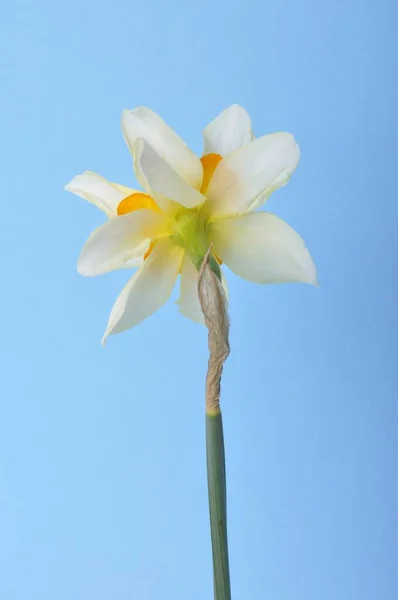 Geel Witte Narcissen Blauwe Achtergrond — Stockfoto