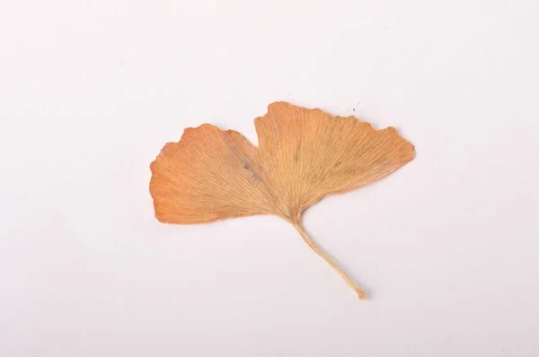 Ginkgo Biloba Feuille Sur Fond Blanc — Photo