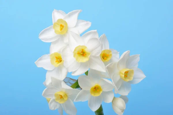 Jonquilles Jaunes Blanches Sur Fond Bleu — Photo