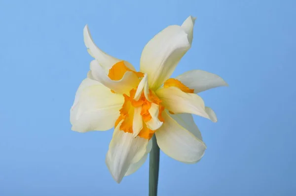 Jonquilles Jaunes Blanches Sur Fond Bleu — Photo