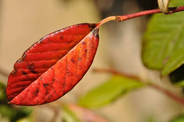 Foglia Colorata Cotoneaster Autunno — Foto Stock