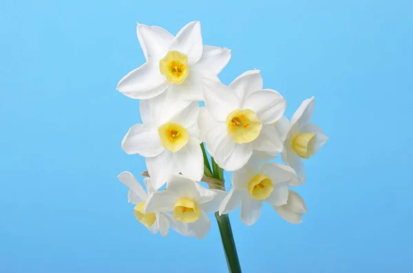 蓝色背景的黄白色水仙花 — 图库照片