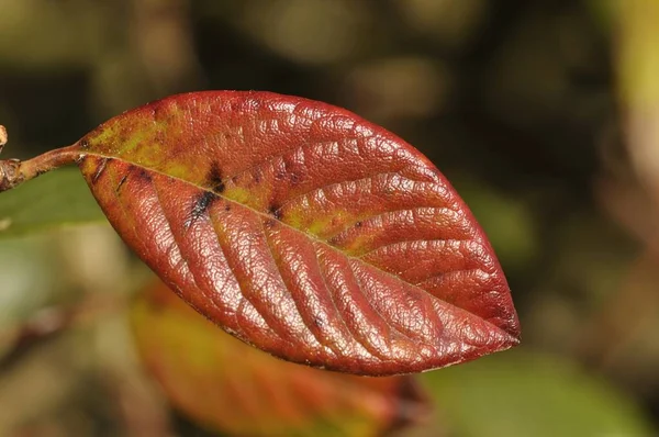 Cotoneaster Kolorowy Liść Jesienią — Zdjęcie stockowe