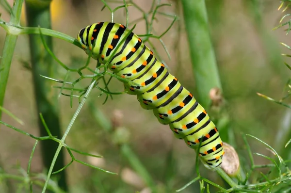 Swallowtail Rups Een Venkelplant — Stockfoto