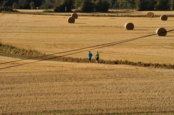 Rundballen Aus Stroh Auf Abgeernteten Feldern — Stockfoto