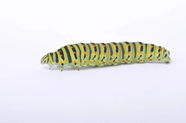 Swallowtail Caterpillar White Backgroung — Stock Photo, Image