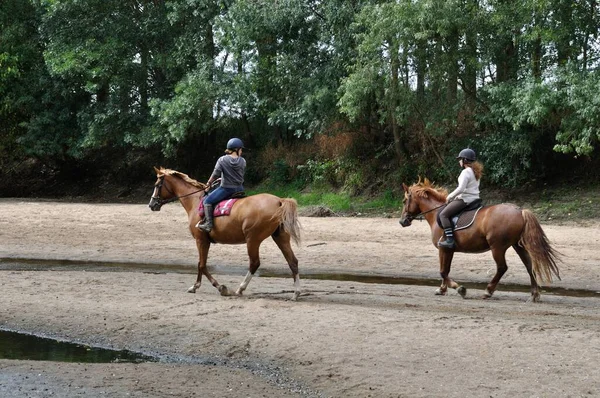 Wandelaars Paard Langs Lout — Stockfoto