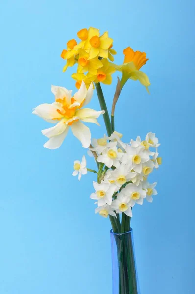 Bouquet Jonquilles Dans Vase — Photo