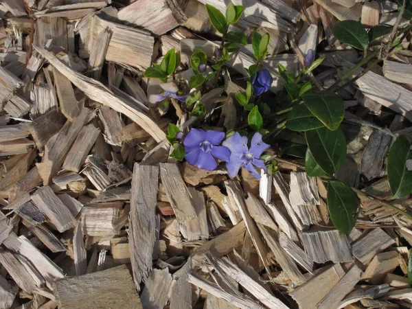 Mulching Canteiro Flores Com Lascas Madeira — Fotografia de Stock