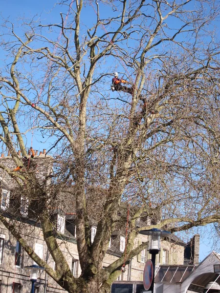Saint Brieuc France Apri 2015 Bir Ağaçtaki Budayıcılar — Stok fotoğraf