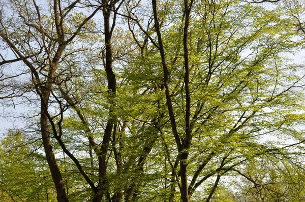 Communal Forest Saint Pierre Les Elbeuf — Stock Photo, Image