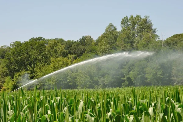 Water Sprinkler Installation Field Maize — Stock Photo, Image