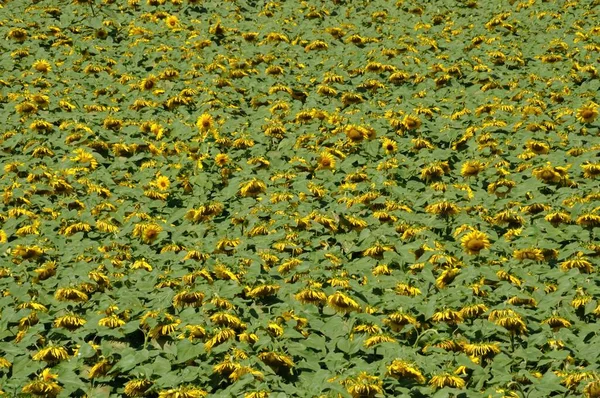 Sun Flower Field France — Stock Photo, Image