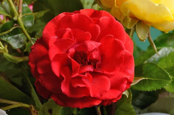 Rote Rosen Einem Strauß — Stockfoto