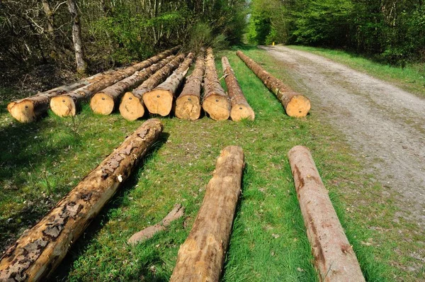 Corte Troncos Árboles Bosque Comunal Saint Pierre Les Elbeuf — Foto de Stock