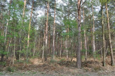 Aziz Pierre Les Elbeuf 'un Toplu Ormanı 