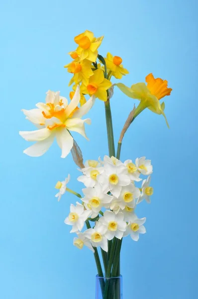 Bouquet Jonquilles Dans Vase — Photo