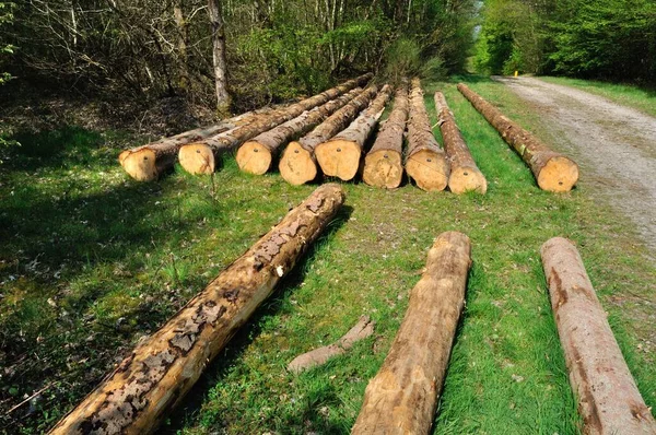 Vyřezávané Kmeny Stromů Obecním Lese Saint Pierre Les Elbeuf — Stock fotografie