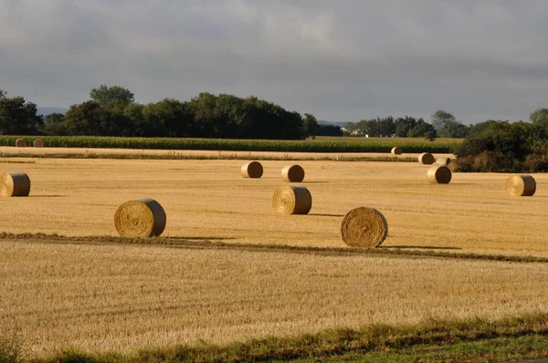 Runda Halmbalar Avverkade Fält — Stockfoto