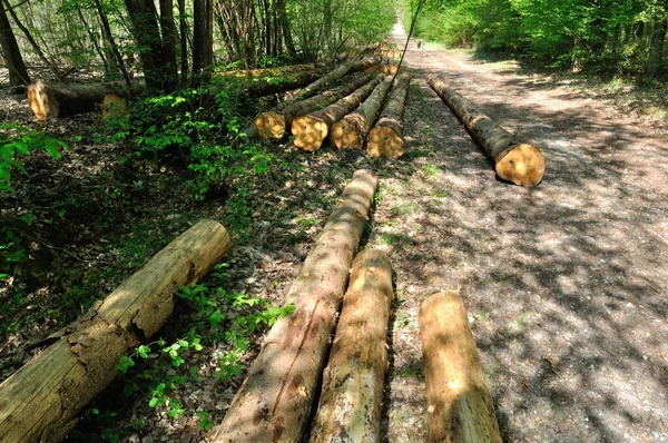 Troncs Arbres Coupés Dans Forêt Communale Saint Pierre Les Elbeuf — Photo