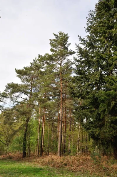 Gemeindewald Von Saint Pierre Les Elbeuf — Stockfoto