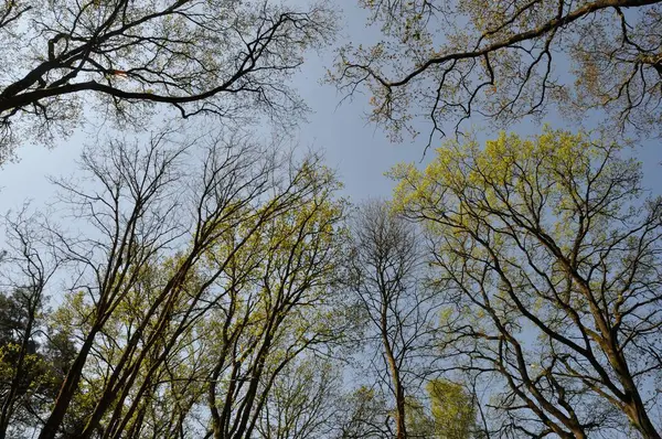 Communal Forest Saint Pierre Les Elbeuf — Stock Photo, Image