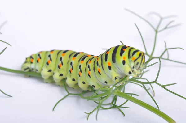 Swallowtail Rups Een Witte Achtergrond — Stockfoto