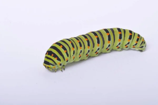 Swallowtail Caterpillar White Backgroung — Stock Photo, Image