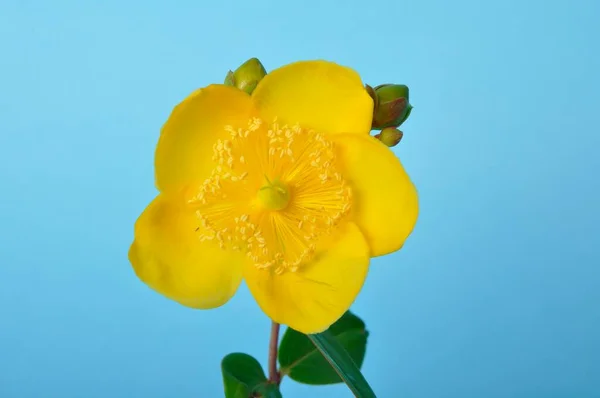 Zierliche Johanniskraut Auf Blauem Hintergrund — Stockfoto