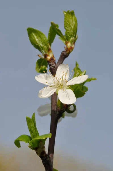 Körsbärsblom Trädgård — Stockfoto