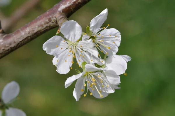 Wiśniowe Kwiaty Ogrodzie — Zdjęcie stockowe