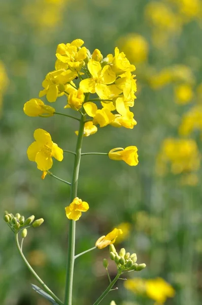 Een Verkrachting Veld Bretagne — Stockfoto