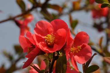 Bahçede çiçek açan Japon ayvası