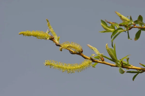 Willow Catkins Ogrodzie — Zdjęcie stockowe