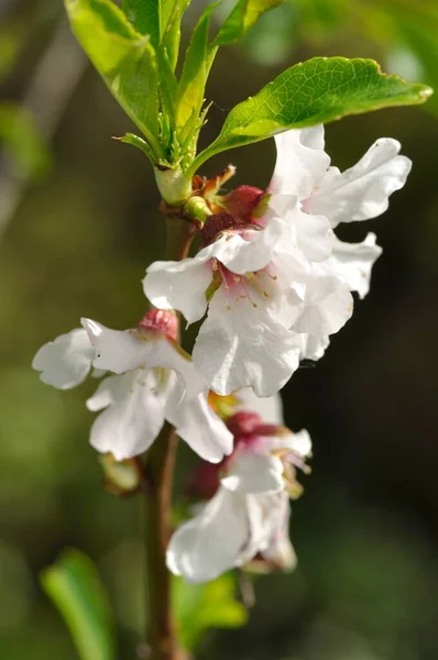 Ameixeira Floresce Jardim — Fotografia de Stock