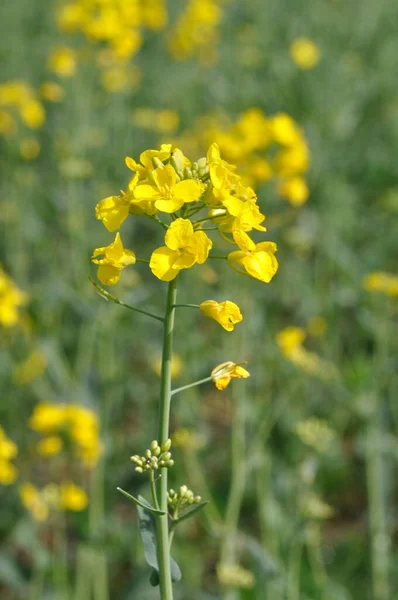 Een Verkrachting Veld Bretagne — Stockfoto