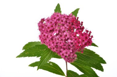 Bir bungei yazman stüdyosu çekimi.