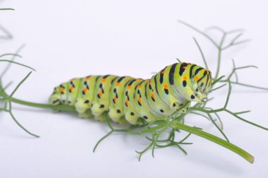 Kırlangıç kuyruklu tırtıl beyaz bir arka planda