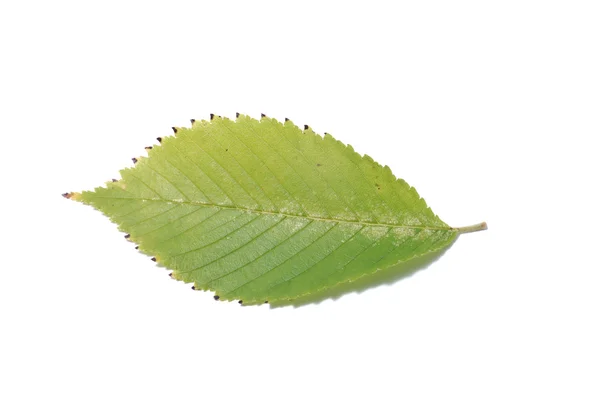 하얀 배경의 잎새 — 스톡 사진