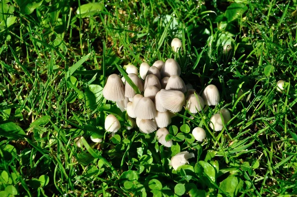 Molti funghi su erba — Foto Stock