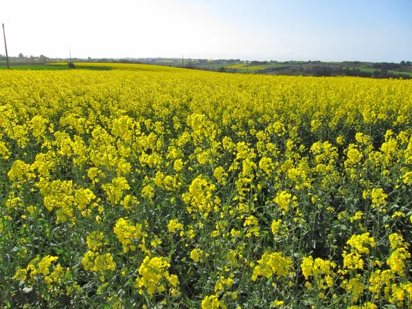 Blomma av våldtäkt — Stockfoto