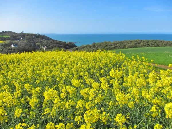 Blomma av våldtäkt — Stockfoto